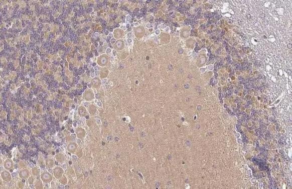 VPS34 Antibody (HL2305) - Azide and BSA Free