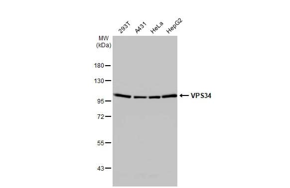 VPS34 Antibody (HL2305) - Azide and BSA Free
