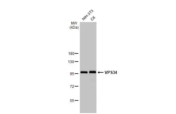 VPS34 Antibody (HL2305) - Azide and BSA Free
