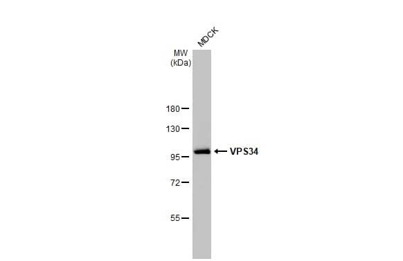 VPS34 Antibody (HL2305) - Azide and BSA Free