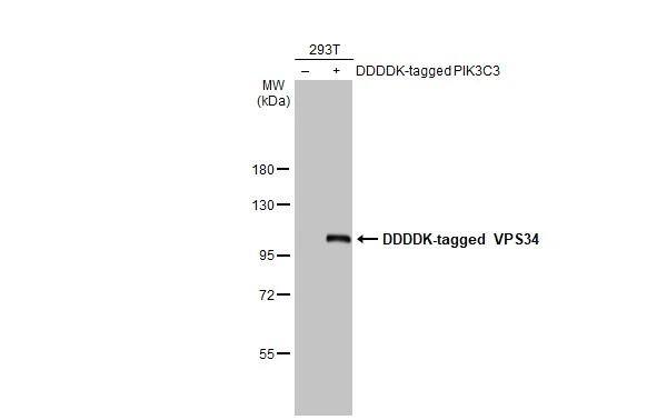 VPS34 Antibody (HL2305) - Azide and BSA Free