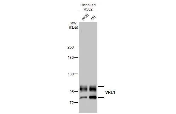 VRL1 Antibody (HL1543) - Azide and BSA Free