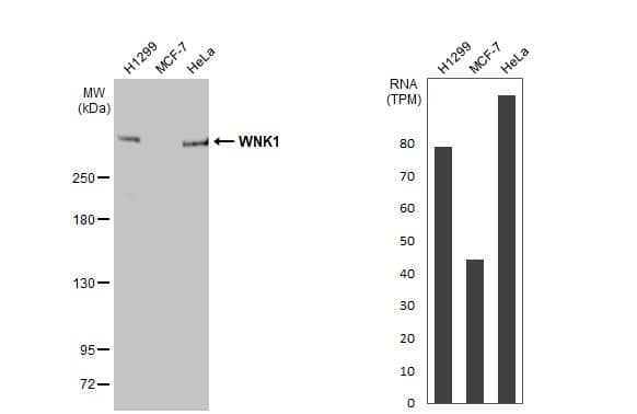 WNK1 Antibody (HL2184) - Azide and BSA Free