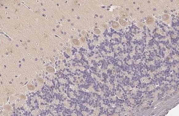 WNK1 Antibody (HL2184) - Azide and BSA Free