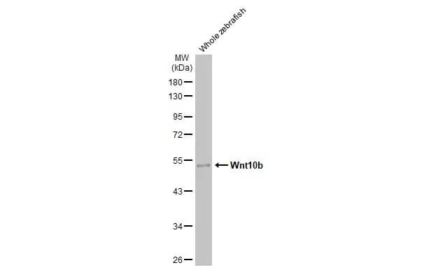 Wnt-10b Antibody (HL2370) - Azide and BSA Free