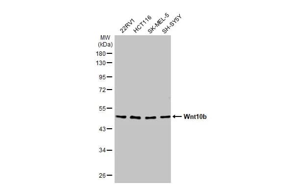 Wnt-10b Antibody (HL2370) - Azide and BSA Free