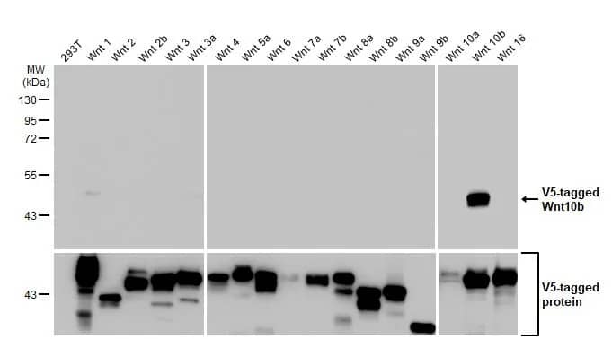 Wnt-10b Antibody (HL2370) - Azide and BSA Free