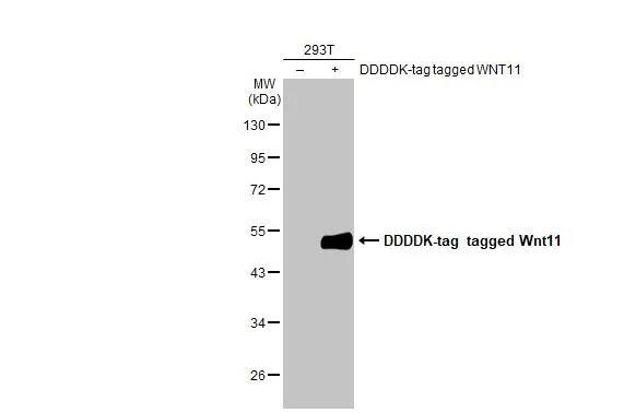 Wnt-11 Antibody (HL1630) - Azide and BSA Free