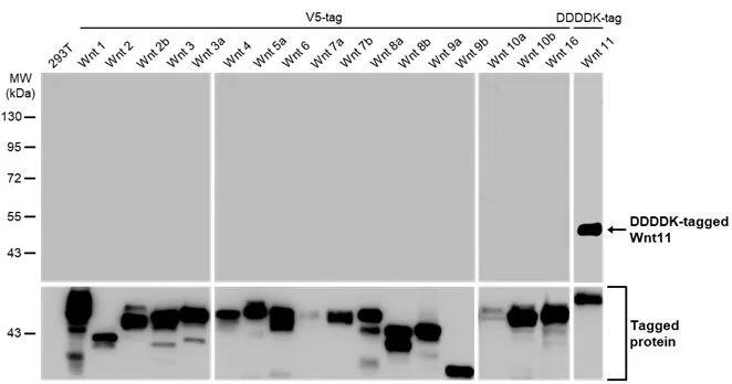 Wnt-11 Antibody (HL1630) - Azide and BSA Free