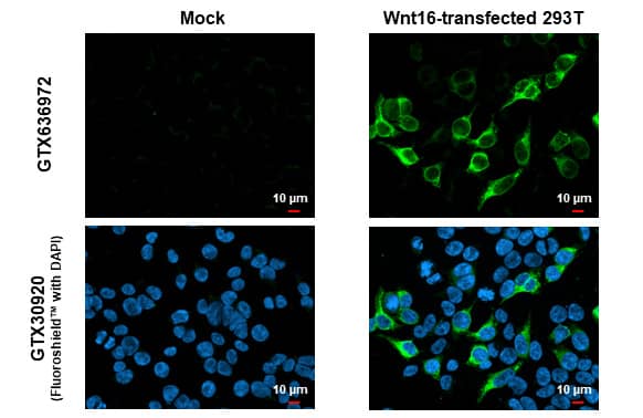Wnt16 Antibody (HL1498) - Azide and BSA Free