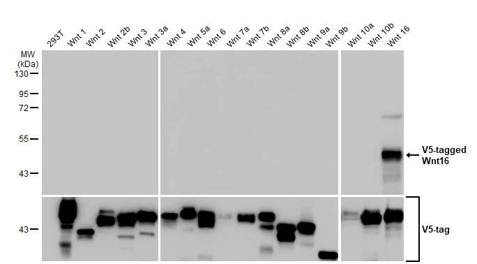 Wnt16 Antibody (HL1498) - Azide and BSA Free