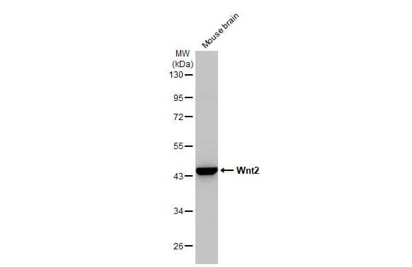 Wnt-2 Antibody (HL1999) - Azide and BSA Free