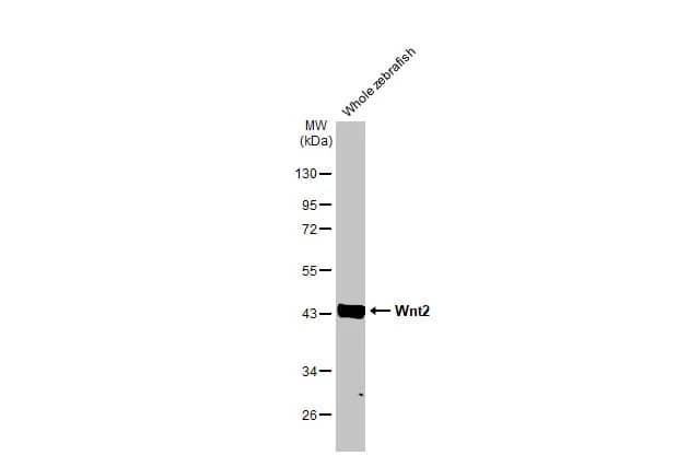 Wnt-2 Antibody (HL1999) - Azide and BSA Free