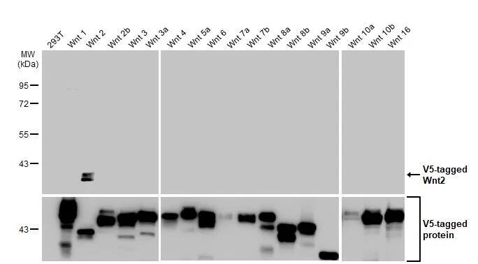 Wnt-2 Antibody (HL1999) - Azide and BSA Free