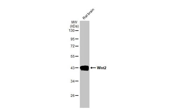 Wnt-2 Antibody (HL1999) - Azide and BSA Free