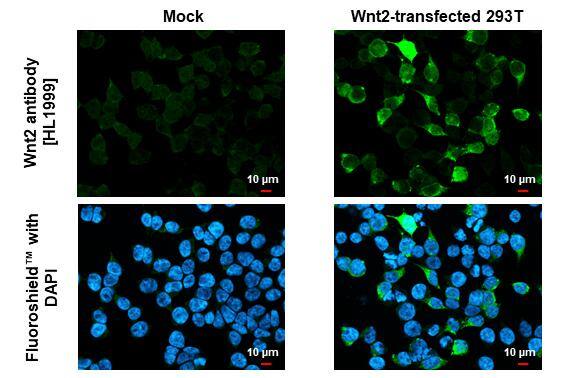 Wnt-2 Antibody (HL1999) - Azide and BSA Free