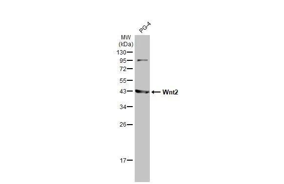 Wnt-2 Antibody (HL1999) - Azide and BSA Free