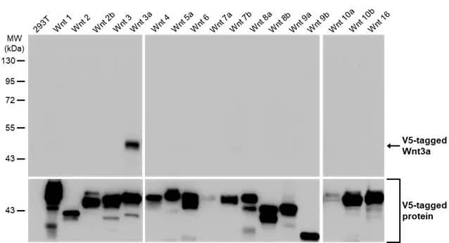 Wnt-3a Antibody (HL1911) - Azide and BSA Free