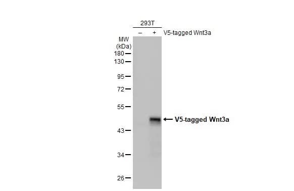 Wnt-3a Antibody (HL1911) - Azide and BSA Free