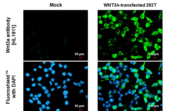 Wnt-3a Antibody (HL1911) - Azide and BSA Free