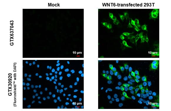 Wnt-6 Antibody (HL1568) - Azide and BSA Free