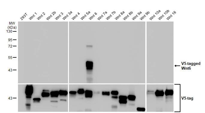 Wnt-6 Antibody (HL1568) - Azide and BSA Free