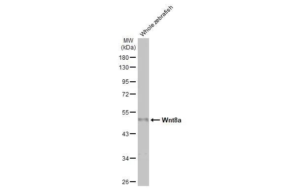 Wnt-8a Antibody (HL1648) - Azide and BSA Free