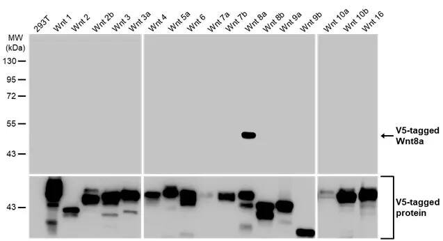 Wnt-8a Antibody (HL1648) - Azide and BSA Free