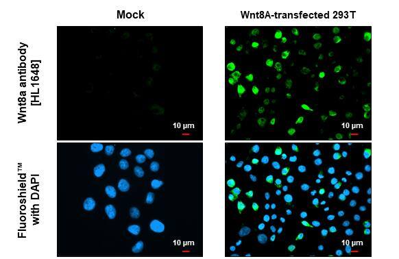 Wnt-8a Antibody (HL1648) - Azide and BSA Free