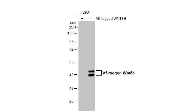 Wnt-8b Antibody (HL1549) - Azide and BSA Free