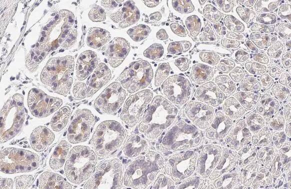 Wnt-9a Antibody (HL2422) - Azide and BSA Free