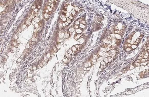 Wnt-9a Antibody (HL2422) - Azide and BSA Free