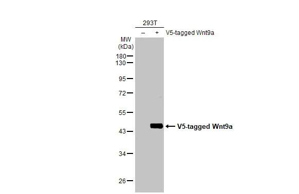 Wnt-9a Antibody (HL2422) - Azide and BSA Free