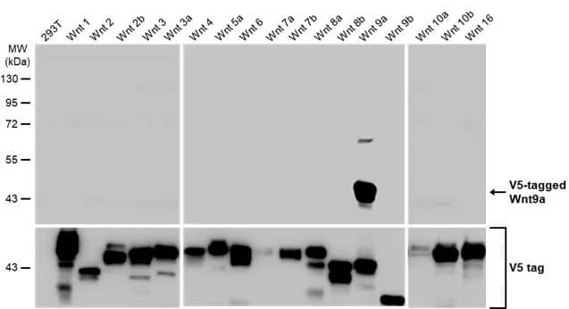 Wnt-9a Antibody (HL2422) - Azide and BSA Free