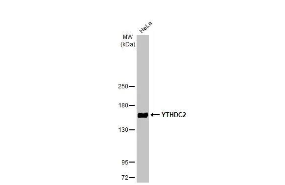 YTHDC2 Antibody (HL1861) - Azide and BSA Free
