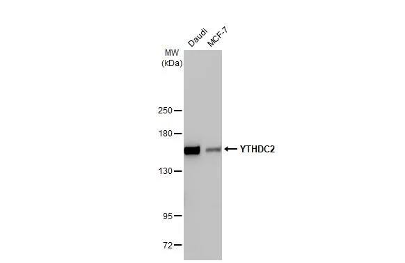 YTHDC2 Antibody (HL1862) - Azide and BSA Free
