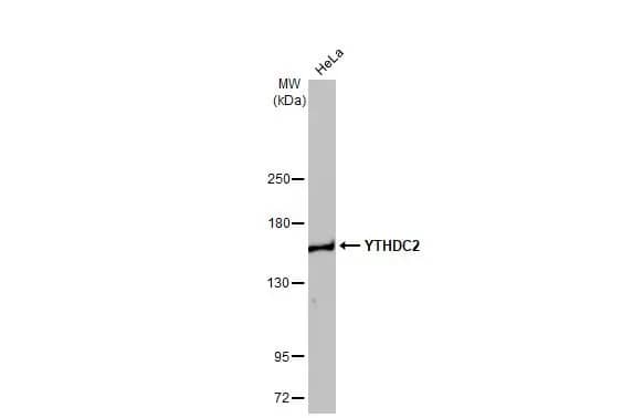 YTHDC2 Antibody (HL1916) - Azide and BSA Free