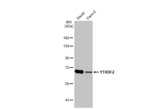 YTHDF2 Antibody (HL1354) - Azide and BSA Free