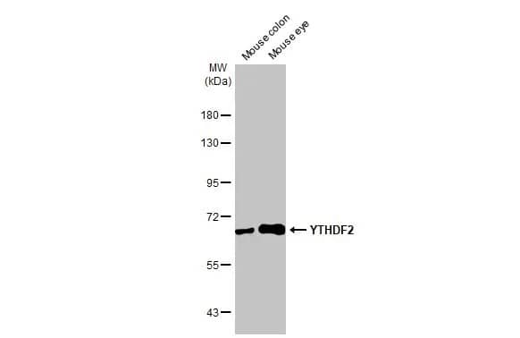 YTHDF2 Antibody (HL1354) - Azide and BSA Free