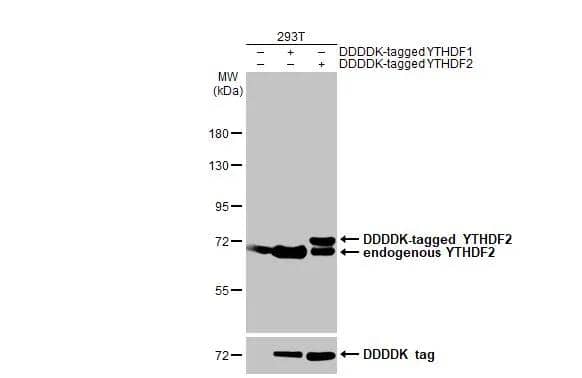 YTHDF2 Antibody (HL1354) - Azide and BSA Free