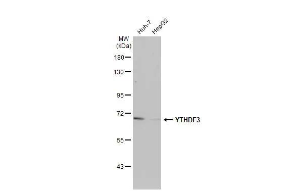 YTHDF3 Antibody (HL2235) - Azide and BSA Free