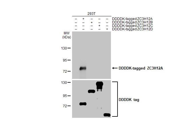 MCPIP1/ZC3H12A Antibody (HL1442) - Azide and BSA Free