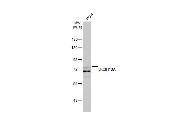 MCPIP1/ZC3H12A Antibody (HL1442) - Azide and BSA Free