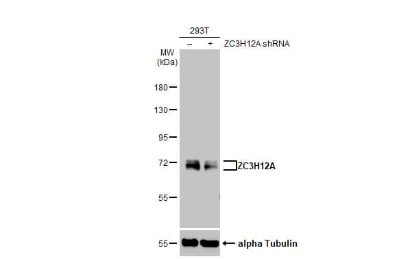 MCPIP1/ZC3H12A Antibody (HL1442) - Azide and BSA Free