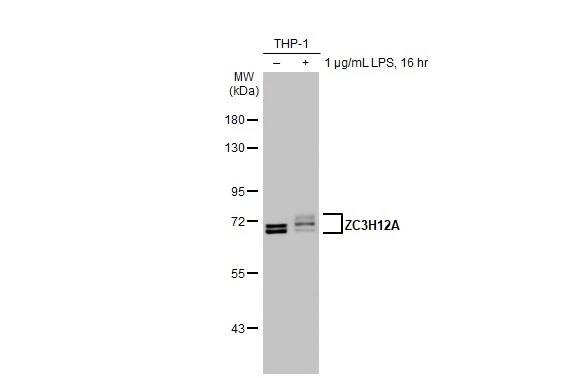MCPIP1/ZC3H12A Antibody (HL1442) - Azide and BSA Free