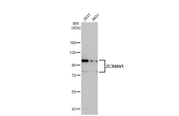 ZCCHV Antibody (HL1884) - Azide and BSA Free