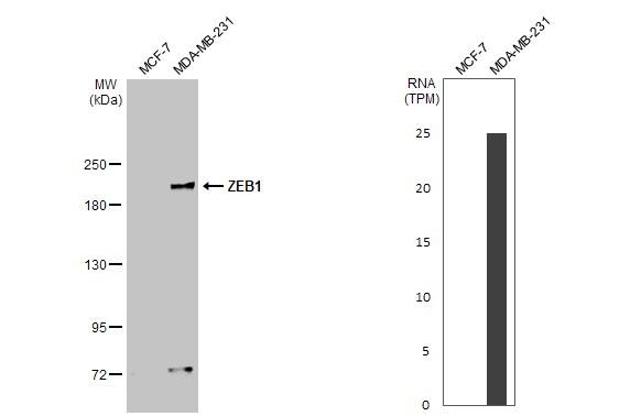 ZEB1 Antibody (HL2245) - Azide and BSA Free