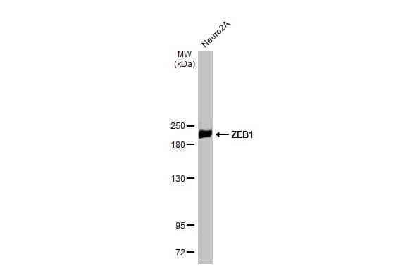 ZEB1 Antibody (HL2245) - Azide and BSA Free