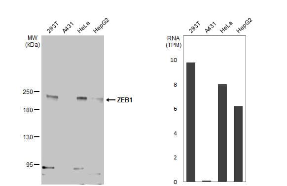 ZEB1 Antibody (HL2245) - Azide and BSA Free