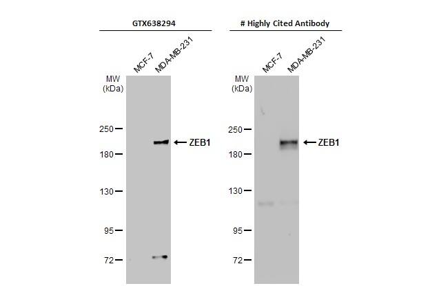 ZEB1 Antibody (HL2245) - Azide and BSA Free